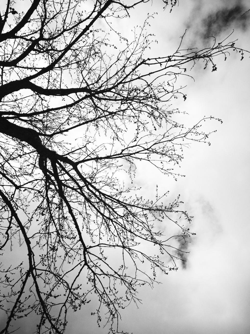 Free Image of Silhouette of a tree with bare branches against the sky 