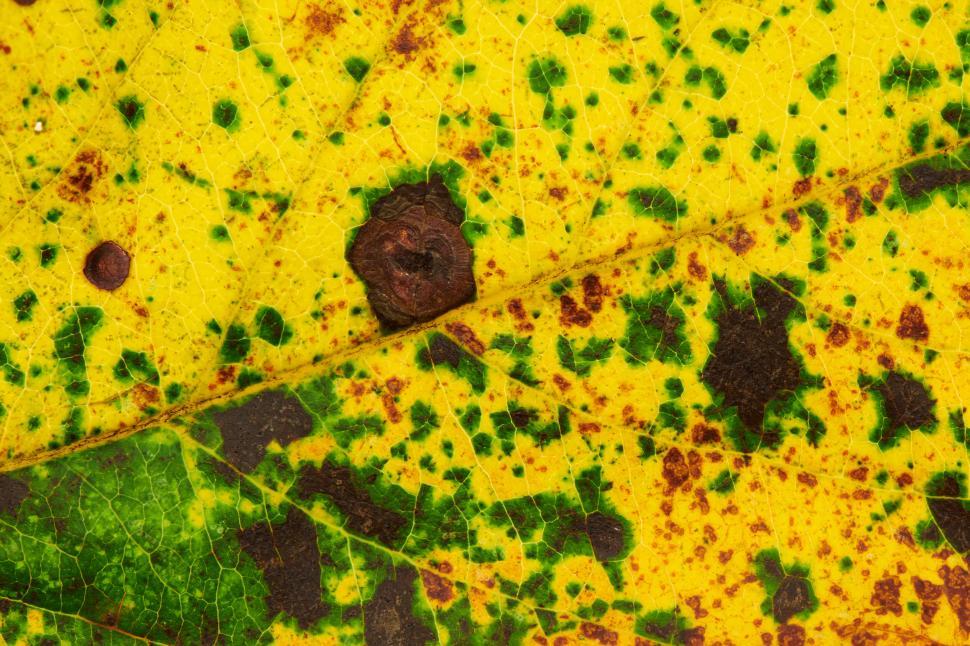 Free Image of Close-up of a yellow autumn leaf with dark spots on it 