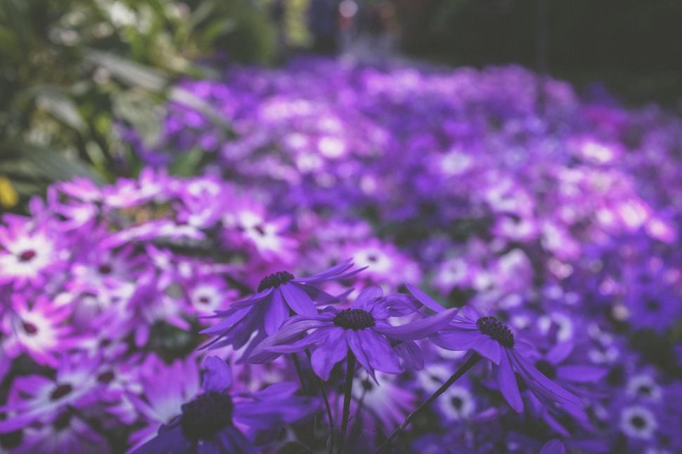 Free Image of Purple flowers spread across a garden under sunlight 