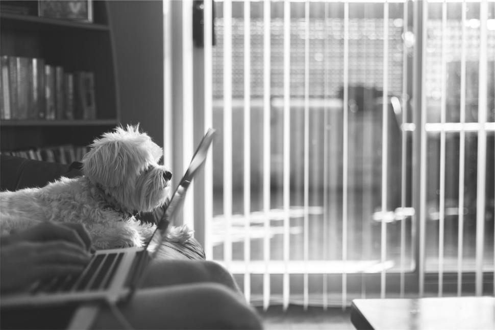 Free Image of Dog on couch beside person using laptop inside home. 