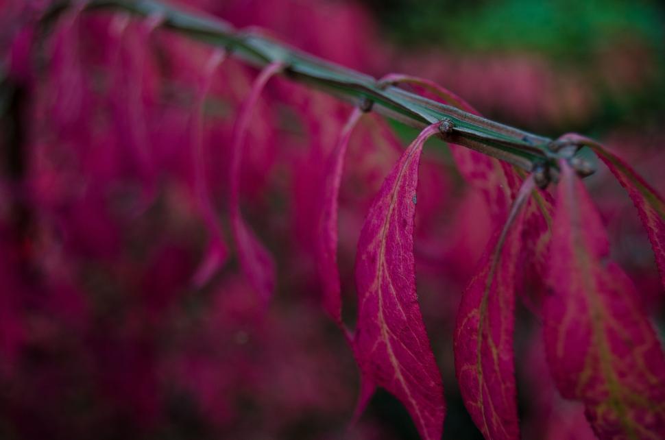 Free Image of Close-up of pink-violet leaves on a branch outside. 