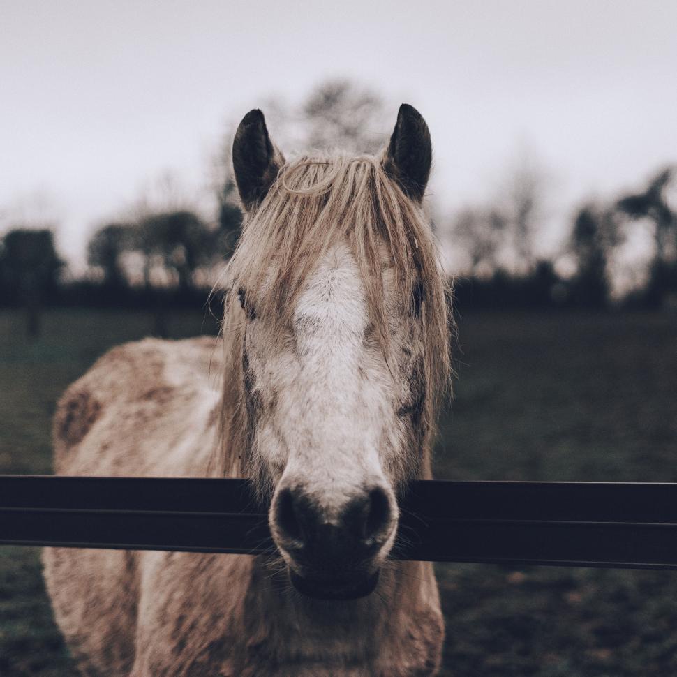Free Image of Close-up of a horse standing behind a fence at sunset 