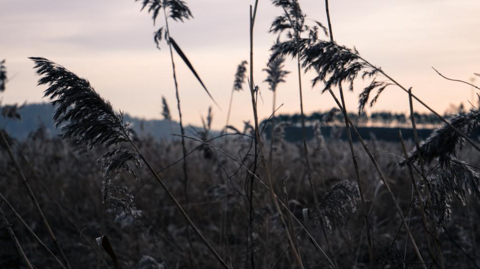 Free Image of Fields of tall grass and reeds swaying in the wind outdoors. 