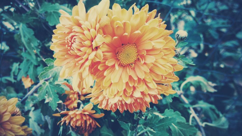 Free Image of Close-up of vibrant yellow chrysanthemum flowers 