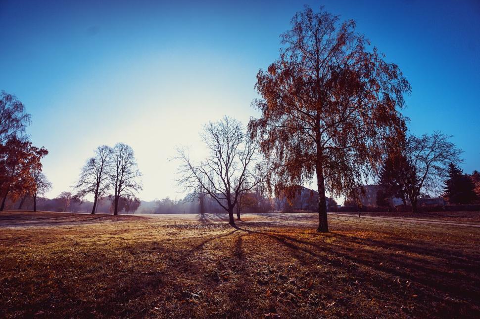 Free Image of Autumn park with colorful leaves and a clear blue sky 