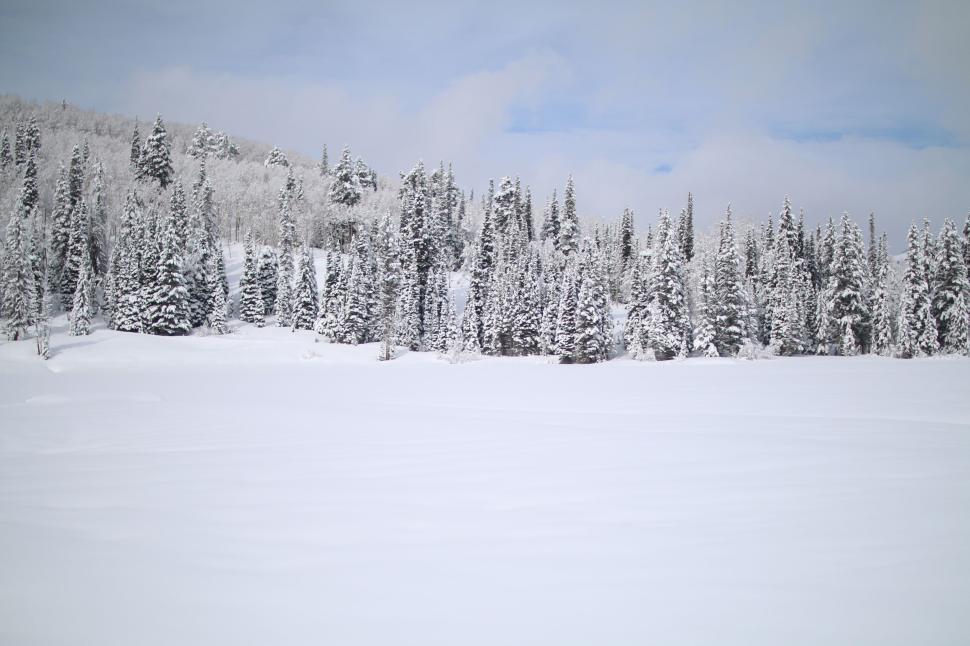 Free Image of Expansive snow-covered landscape with evergreen trees 