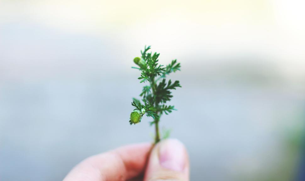 Free Image of Hand holding small green plant with blurred background 
