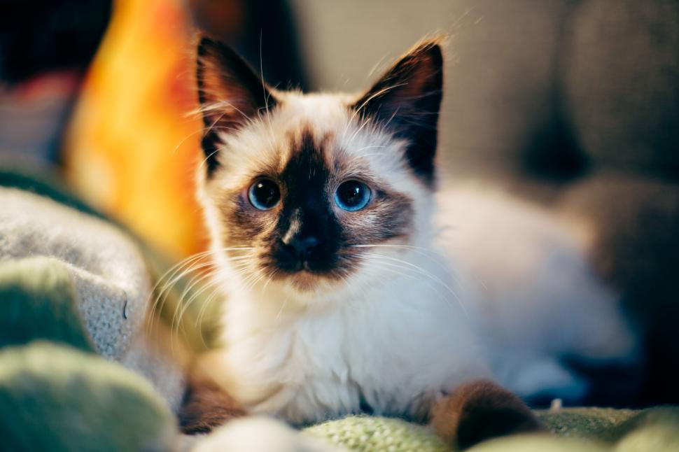 Free Image of Close-up of a cute white and brown kitten indoors 