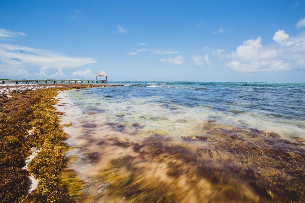 Free Image of Coastal view with clear blue sky and seaweed-covered shore 
