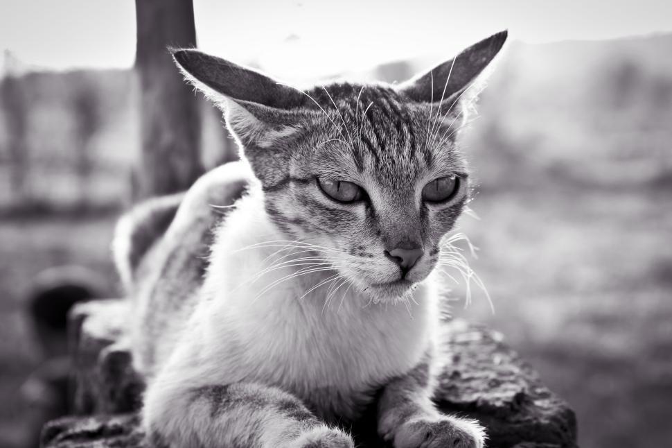 Free Image of Black and white photo of a cat lying on surface outdoors 