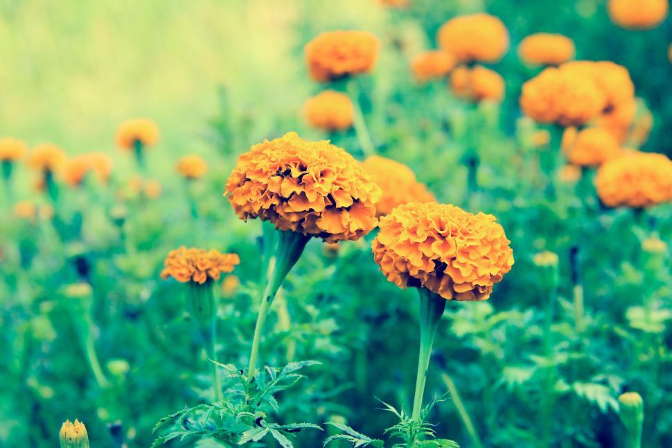 Free Image of Close-up view of vibrant orange marigold flowers. 