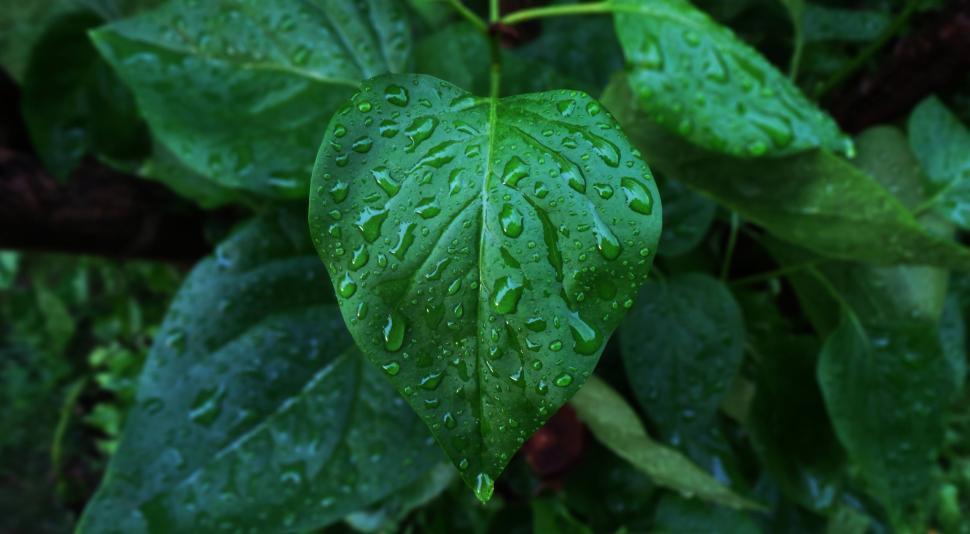 Free Image of Close-up of vibrant green leaf with water droplets 
