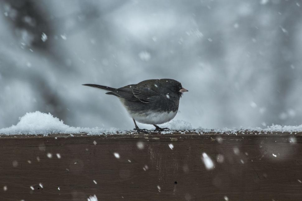 Free Image of Bird standing on a wooden surface during snowstorm 