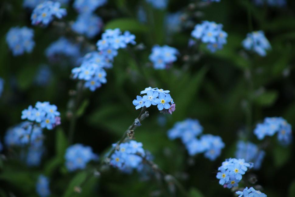 Free Image of Cluster of blue flowers blooming in green foliage 