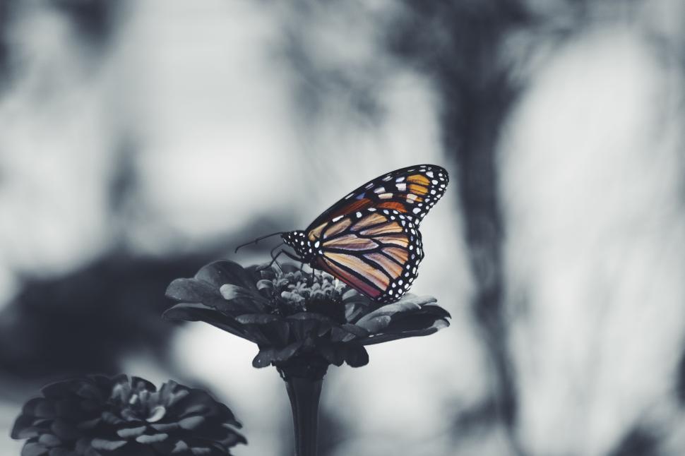 Free Image of Monarch butterfly on a flower with softly blurred background 