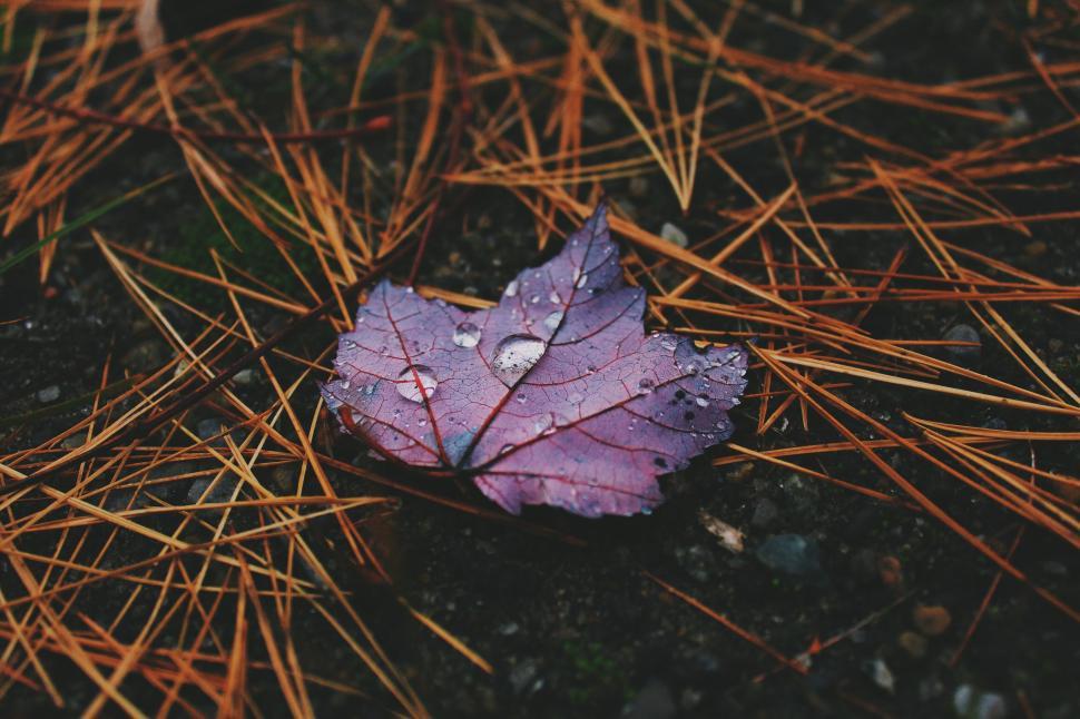 Free Image of Purple maple leaf lying on wet ground with pine needles 
