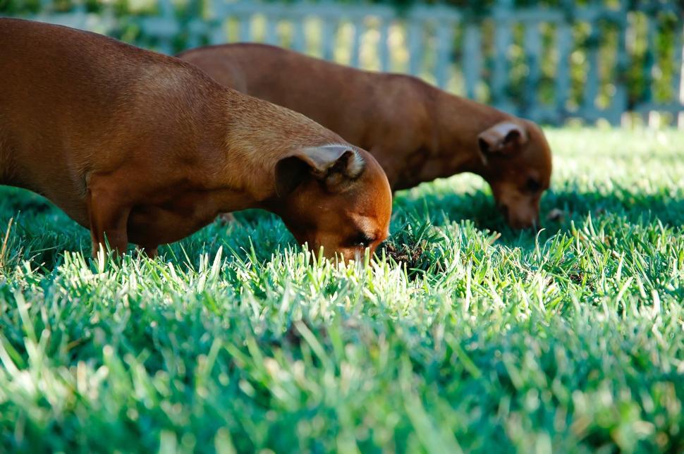 Free Image of Two brown dogs sniffing at grass in a green garden. 