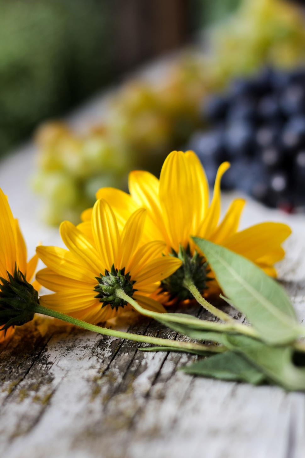 Free Image of Yellow flowers arranged on wooden surface in nature 