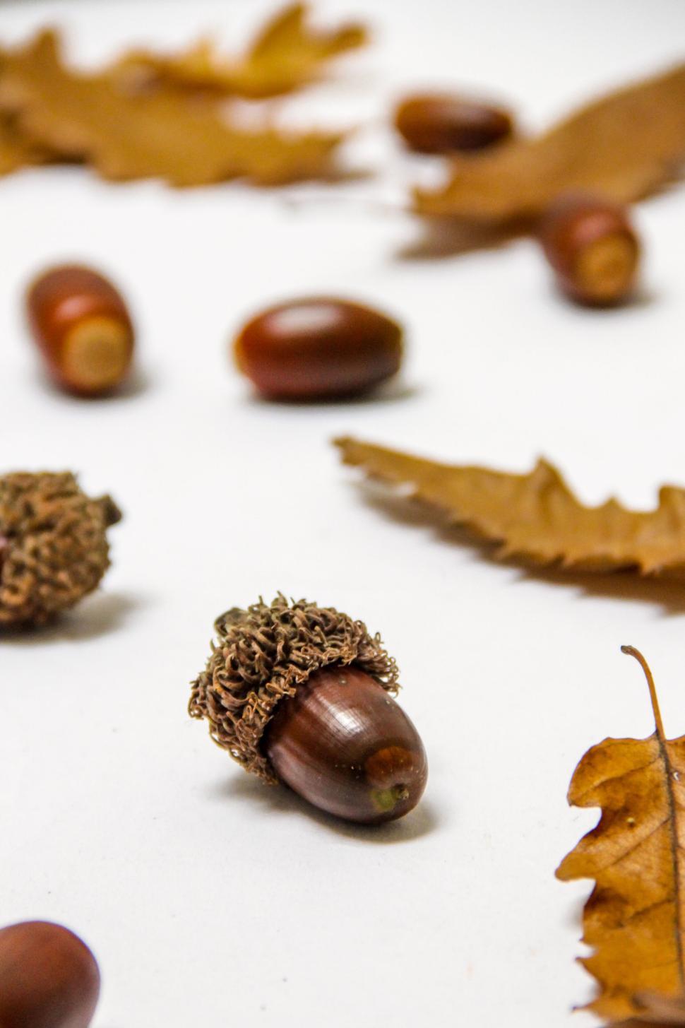 Free Image of Close-up of acorns and dry leaves on white background 