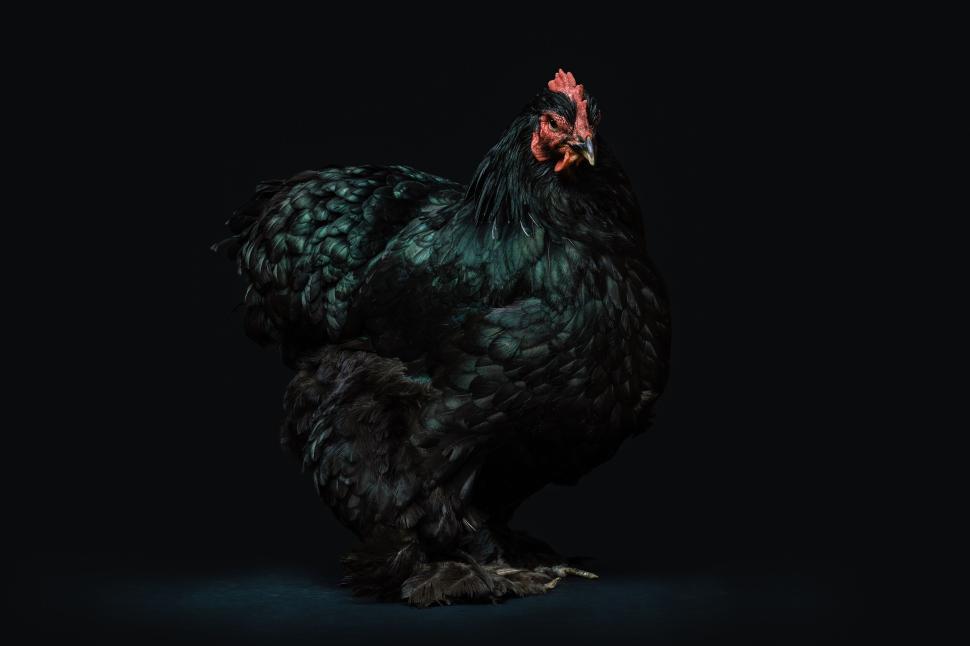 Free Image of Portrait of majestic black chicken against dark background. 