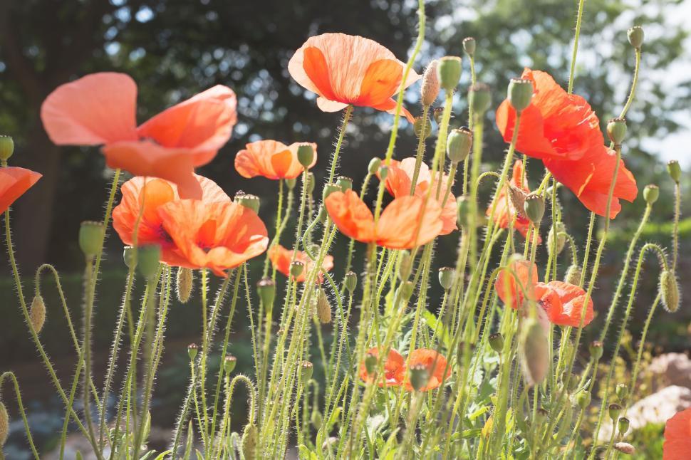 Free Image of Bright poppy flowers in sunlight with green stems 