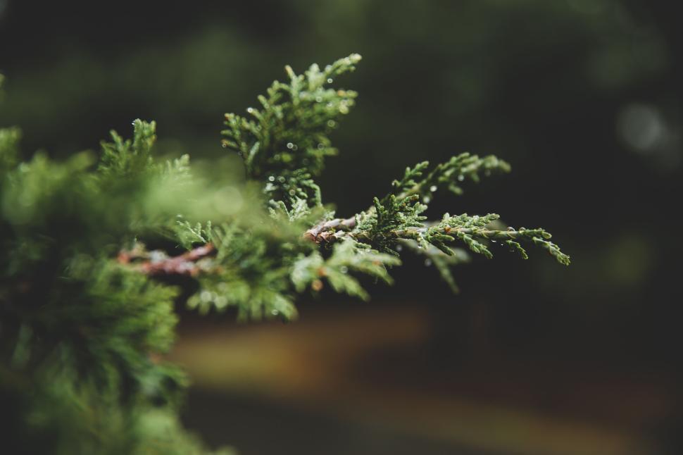 Free Image of Close-up of a green pine branch with dewdrops 