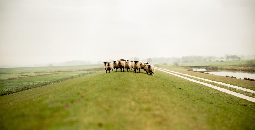 Free Image of Sheep graze on a hill under a grey and misty sky. 