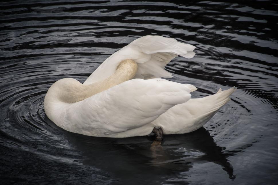 Free Image of Elegant white swan preening feathers on calm water surface. 