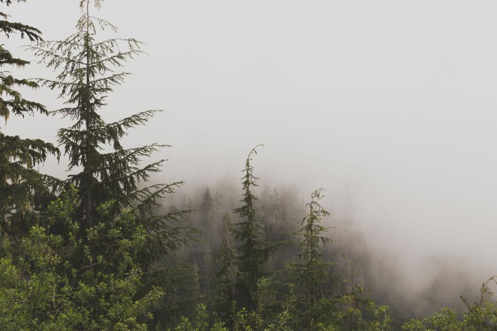 Free Image of Foggy forest with tall evergreen trees in misty morning. 