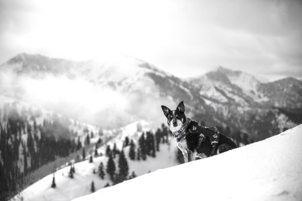 Free Image of Dog sitting on snowy hill with mountains in background 