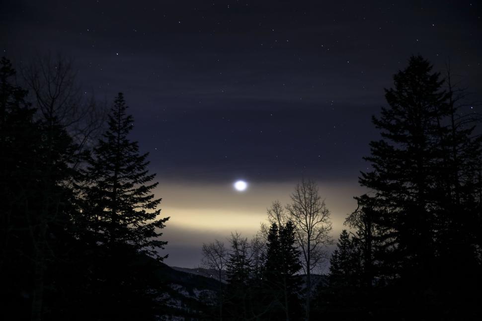 Free Image of Bright night sky with stars and trees silhouetted 