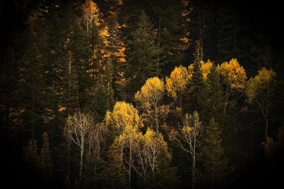 Free Image of Forest with colorful autumn trees illuminated by sunlight 