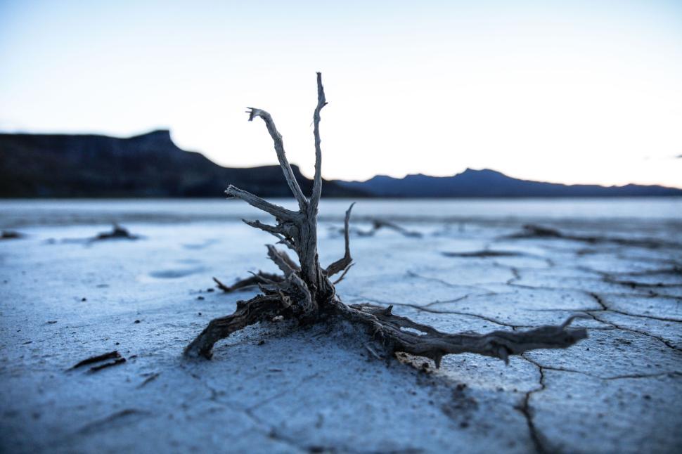 Free Image of Dry tree branch piercing cracked earth in a desert scene 