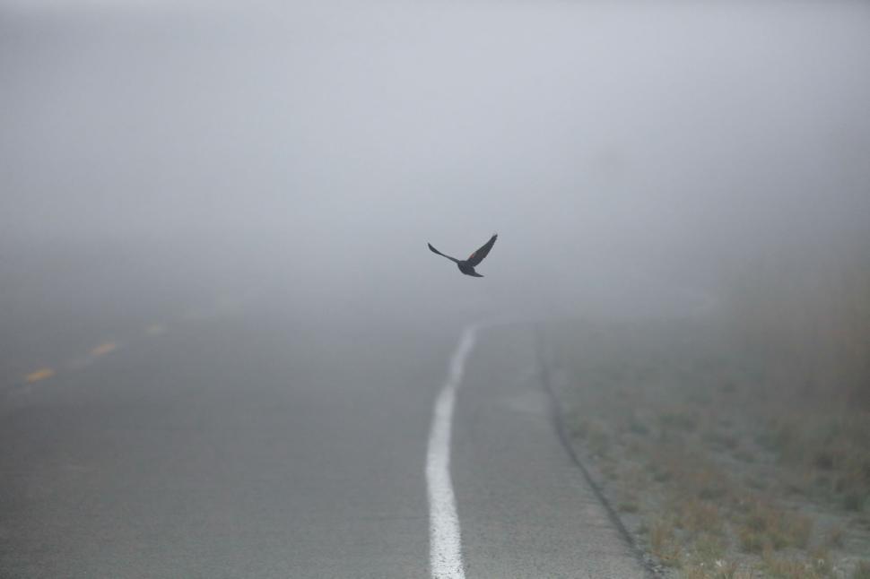 Free Image of Lonely bird flying above an empty road in fog 