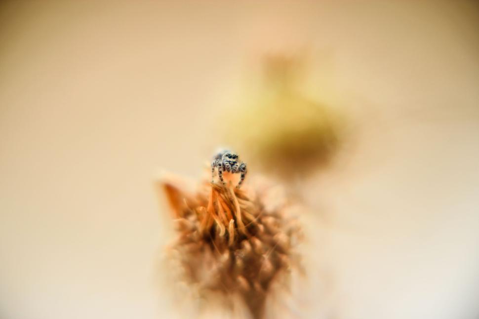 Free Image of Close up of a spider on a dried plant with blurry back 
