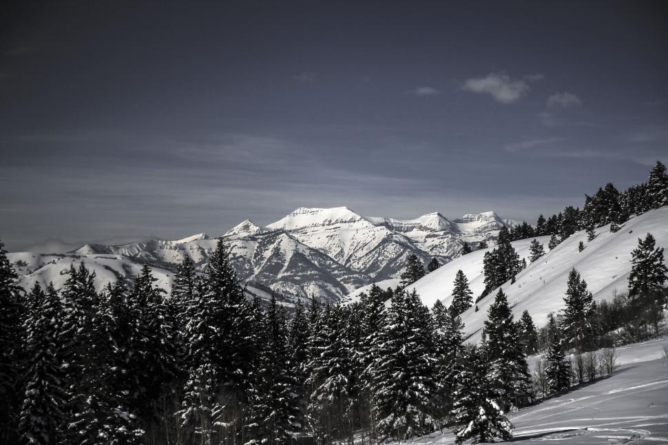 Free Image of Snow-covered mountains and fir trees in winter morning light 
