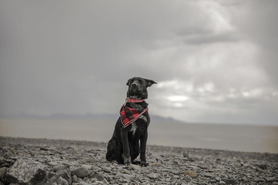Free Image of Black dog with red scarf sitting on rocky beach shore 