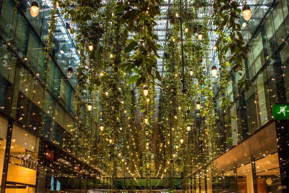 Free Image of Indoor garden with lush hanging plants and glowing lights 