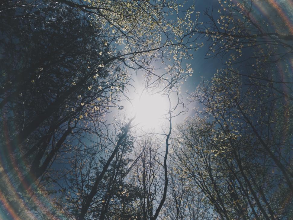 Free Image of Sun shines through tree branches in a dense forest setting 