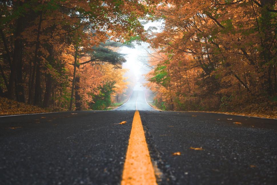 Free Image of Autumn road through forest with orange and yellow leaves 