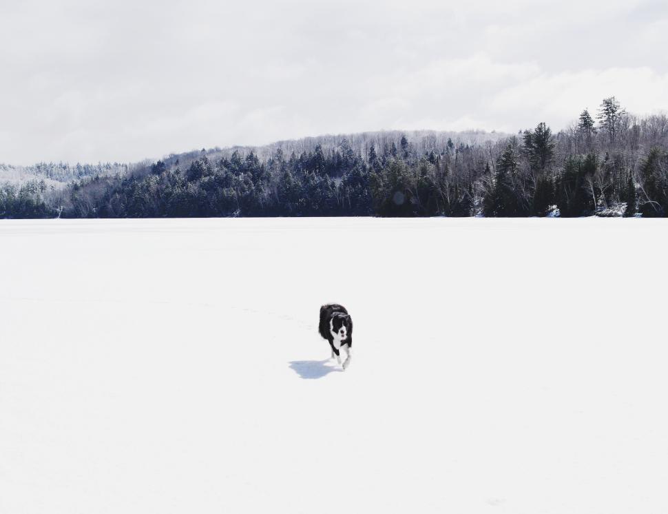 Free Image of Dog running across snowy landscape with forest behind 