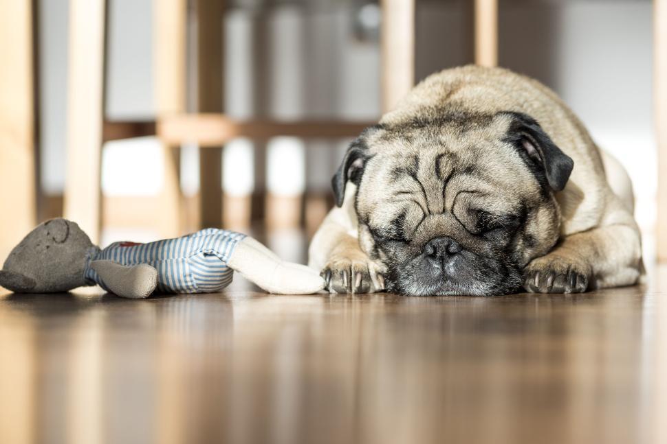 Free Image of Sleeping pug puppy on wooden floor beside stuffed toy. 