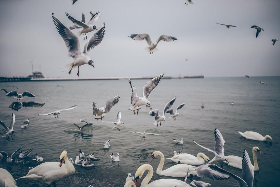 Free Image of A group of seagulls flying over swans on a cloudy beach 