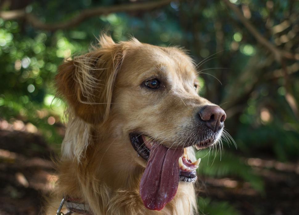 Free Image of Golden dog with a tongue exposed in a forest setting 