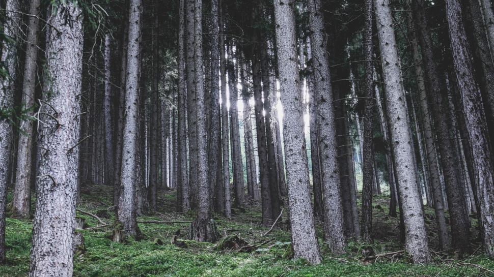 Free Image of Dense forest with tall trees and sunlight peaking through 