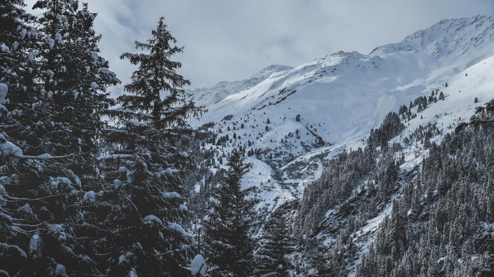 Free Image of Snow-covered forest and mountain range in winter 