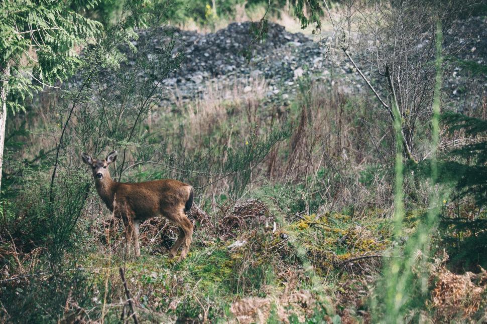 Free Image of Deer stands alert among trees and underbrush in forest 