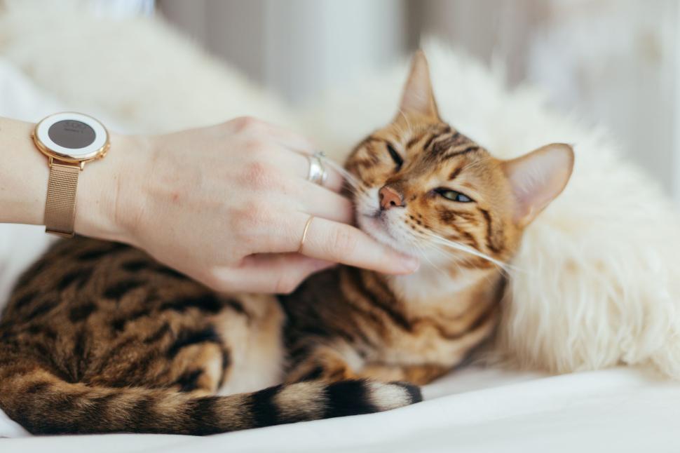 Free Image of A hand gently petting a relaxed cat with closed eyes. 