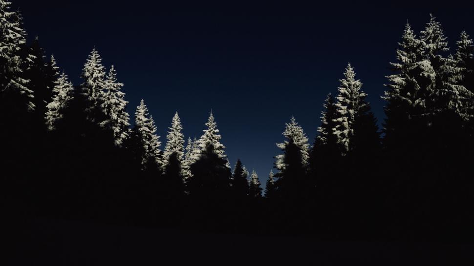Free Image of Tall snow-covered trees at night against a dark sky. 