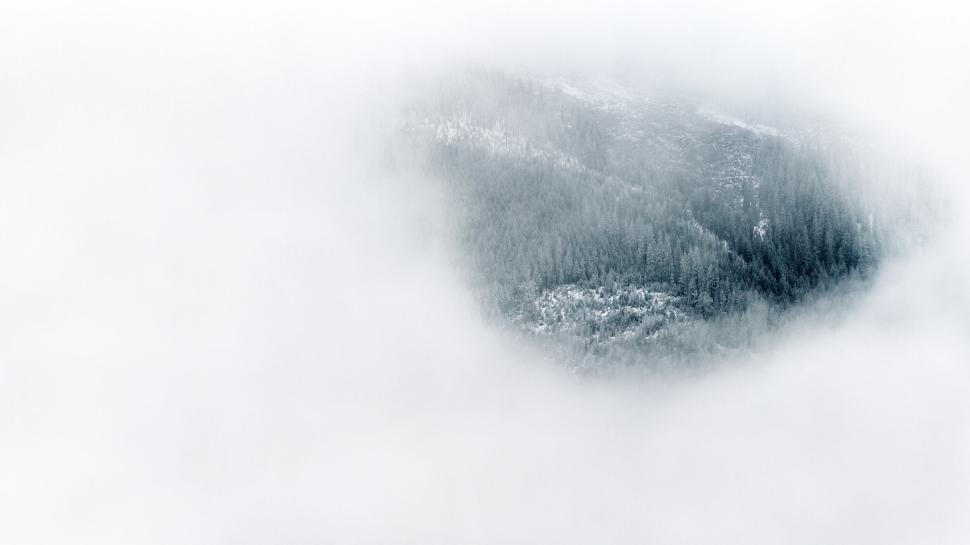 Free Image of A forest partially obscured by thick fog on a mountain. 